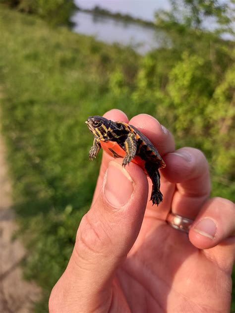 Baby Painted Turtle Survival Rate at Austin George blog