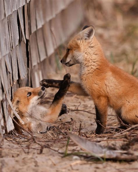 fox :: fandoms :: animals - JoyReactor