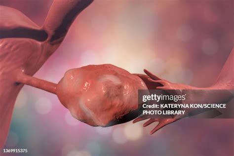 104 Follicle Ovary Stock Photos, High-Res Pictures, and Images - Getty ...