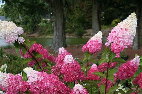 Гортензия (70 фото): виды, как ухаживать