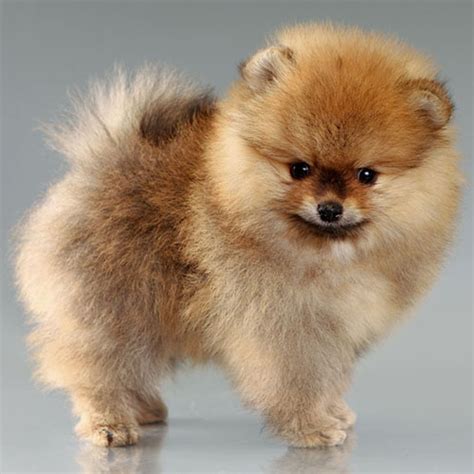 Comprar Pomerania cachorros en venta (precio de criadero)