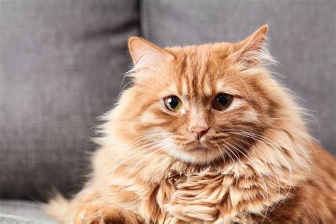 10 Fluffy Cat Breeds (with Pictures) - Rested Paws