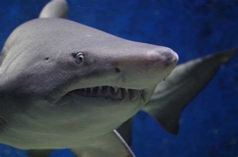 How Many Teeth Do Sharks Really Have? - Science Trends