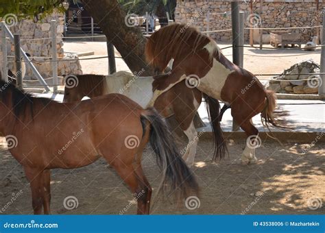 Horses mating season stock photo. Image of horses, darica - 43538006