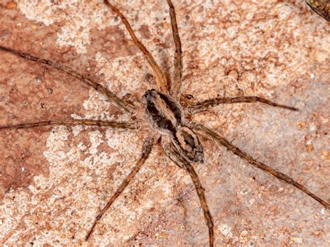 brown recluse spider illustration