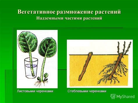 Презентация на тему: "Моя презентация Биология2006. Размножение ...