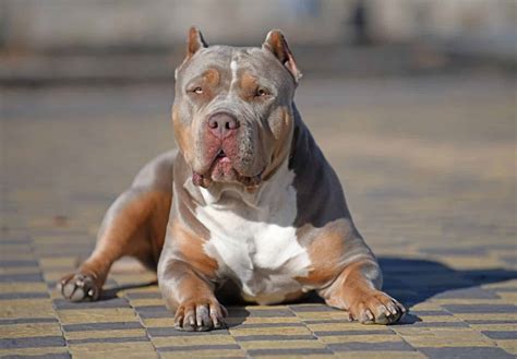 american bully colors   animals