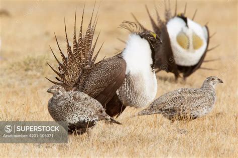 Sage Grouse (Centrocercus urophasianus) males displaying for females at ...