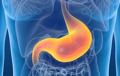 digest   stomach functions   scientists