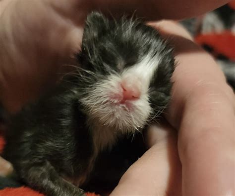 South County Cats - Frances, kitten #11 of the 11 kittens rescued from