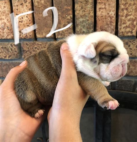 Find puppies for sale at puppies com – Artofit