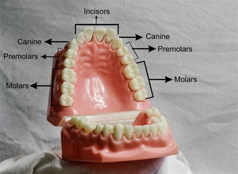 human teeth  types  human teeth  kids