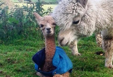 OMG: This fuzzy new baby just arrived at Waterfall Alpaca Farm - Yay Cork