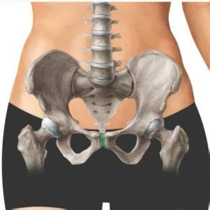 Types of Joints in the Human Body – Anatomy – Welcome to SYS Medtech ...