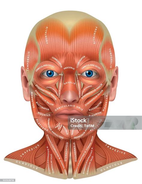 Musculos Da Face E Pescoço - Vetores de Músculos Da Face E Pescoço e mais imagens de Musculoso ...