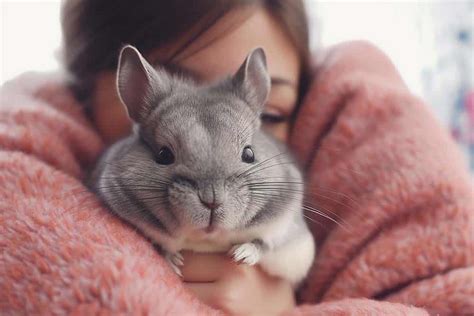 Chinchilla Care 101: Nurturing Your Furry Friend for Happiness