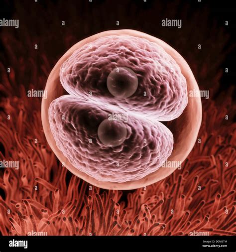 Zygote Definition Formation And Examples