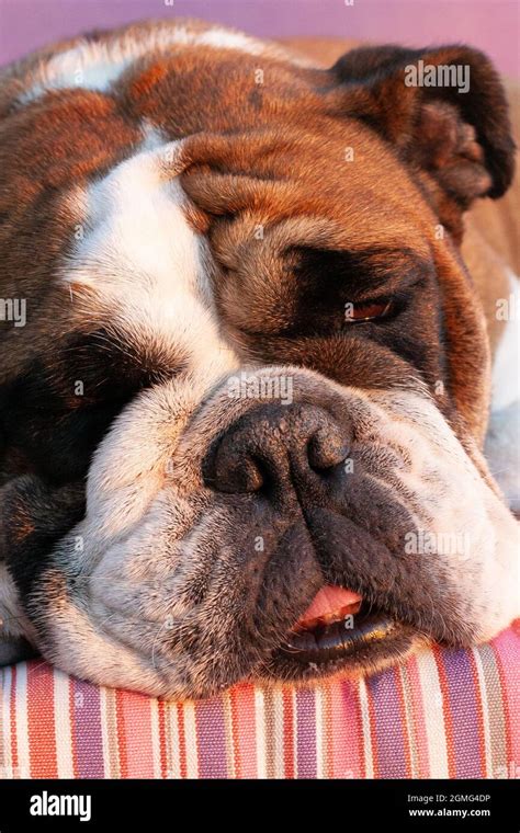 English bulldog sleeping hi-res stock photography and images - Alamy