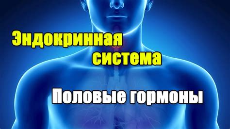ЭНДОКРИННАЯ СИСТЕМА И ПОЛОВЫЕ ГОРМОНЫ. ГИПОТАЛАМУС-ГИПОФИЗ-ЯИЧКИ - YouTube