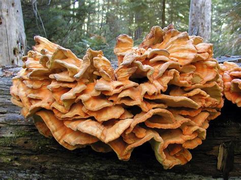 Laetiporus - Alchetron, The Free Social Encyclopedia
