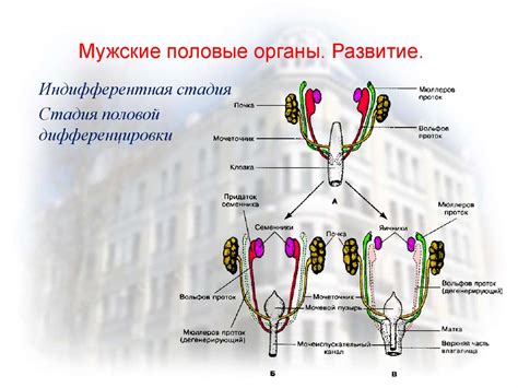 Мужская половая система - презентация онлайн