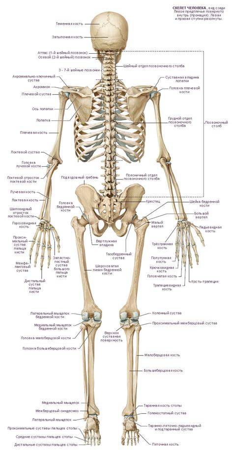 Скелет сзади с названиями костей | Human bones anatomy, Human anatomy ...