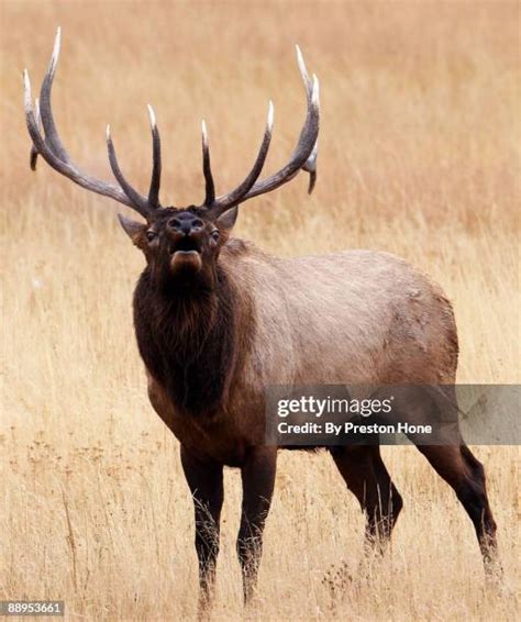 bugle boy   premium high res pictures getty images