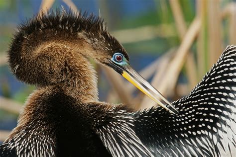 Photographing Birds of Florida Everglades Florida, Everglades National ...