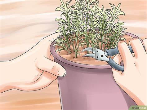 Как размножить куст лаванды - wikiHow | Выращивание трав, Выращивание ...