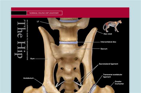 Novartis Guide to Orthopedic Conditions – ryanlitts creative