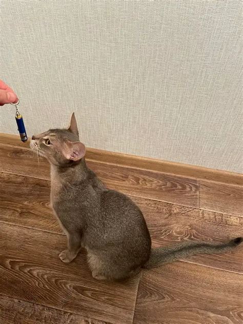 Лазерная Указка для Кошек: Вред или Полезная Игра (5 Мнений)?