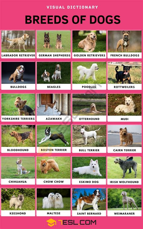 list  dog breeds  types  dogs  pictures esl