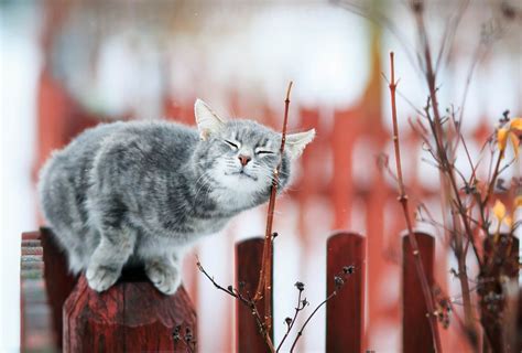 Кастрированный кот метит территорию, что делать?