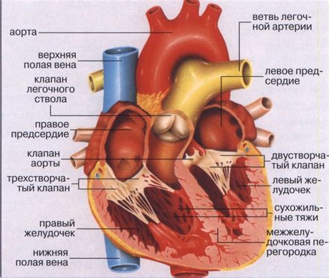 Проводящая система сердца схема анатомия
