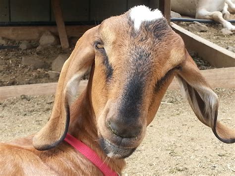 gambar tanah pertanian ternak coklat binatang menyusui fauna