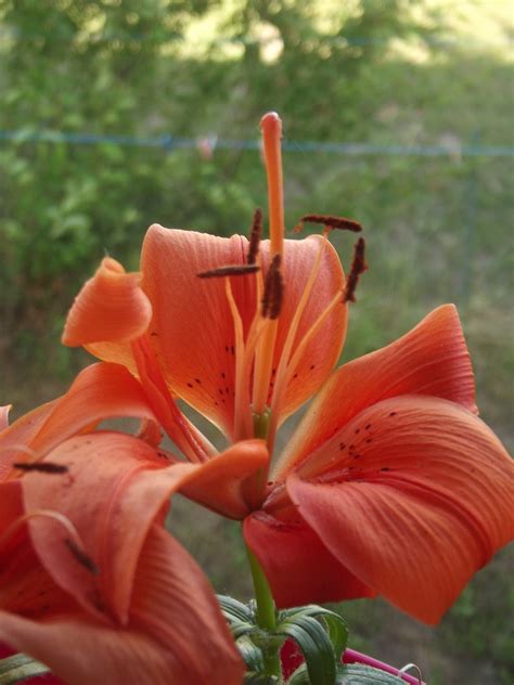 Lily Plant Flower - Free photo on Pixabay - Pixabay
