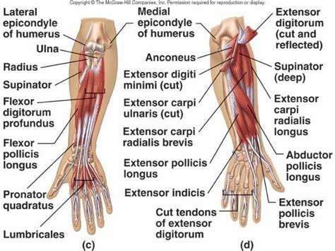 Wrist Flexors Muscles Wrist Flexor Tendon Anatomy Anatomy Human Body ...