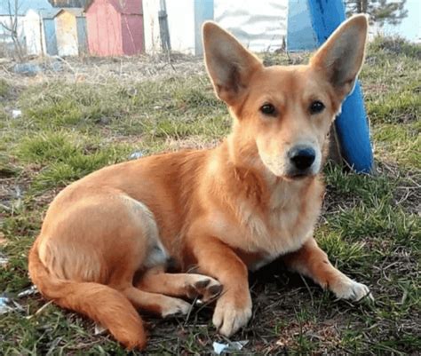 Dorgi Dog Breed Information, Images, Characteristics, Health