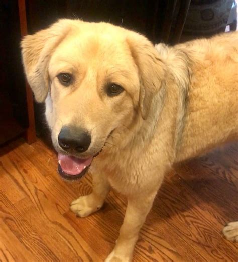 15 Anatolian Shepherd Mixes That Will Truly Amaze You