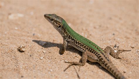 habitat   lizard  ryan bruce blog