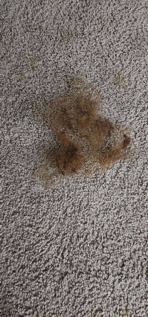 secretLumi on Twitter: "legit just looked like a normal tiny tangle