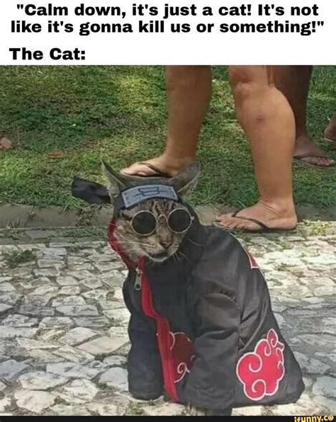 "Calm down, it's just a cat! It's not like it's gonna kill us or ...