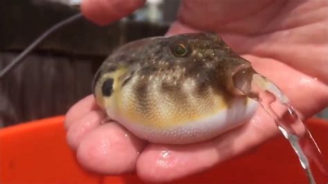 Рыба фугу всасывает воду. | Weird animals, Cute funny animals, Cute animals
