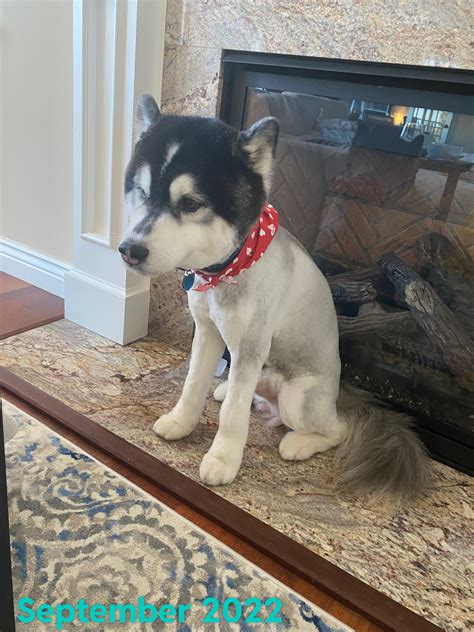 6 month update post groomer shaving my dog with photos : r/husky