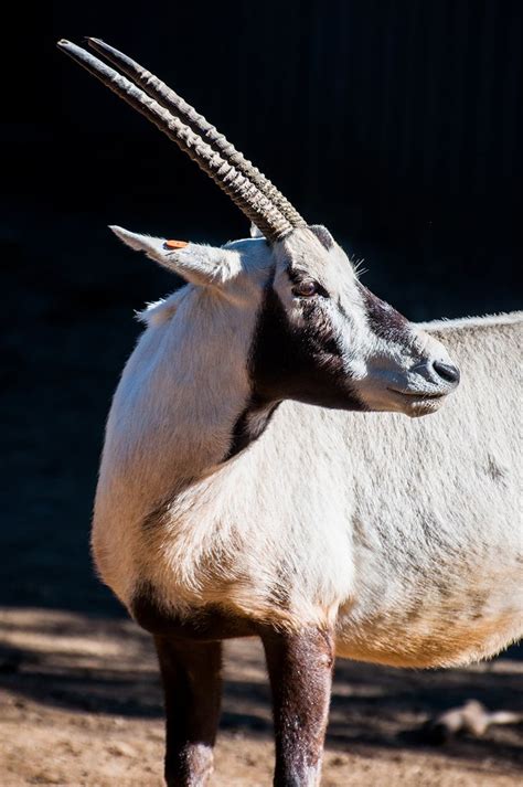Arabian oryx (Oryx leucoryx) - ZooChat