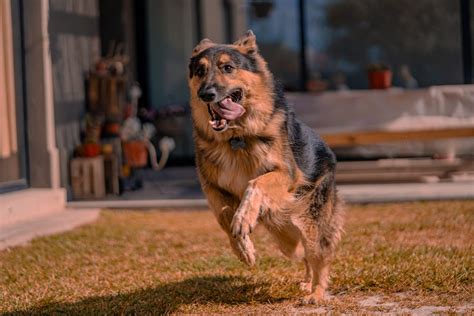 Photo of a Running German Shepherd · Free Stock Photo