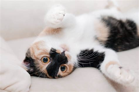 Preventing And Treating Heartworms In Cats
