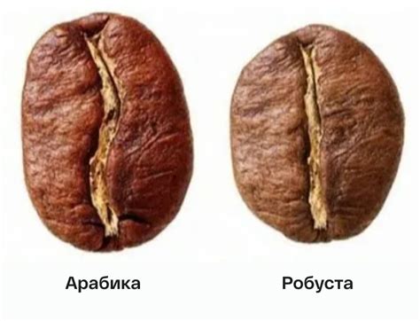 АРАБИКА И РОБУСТА. В ЧЁМ РАЗНИЦА? — интересное в блоге MIKALE