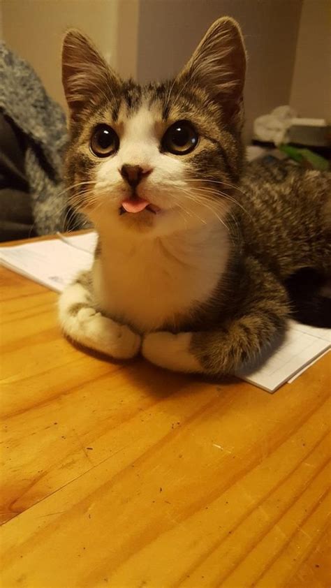 Surprised Cat : r/aww 