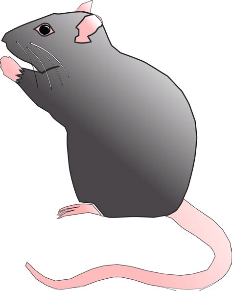 clipart rat cute rat cute rat clipart png  large size png